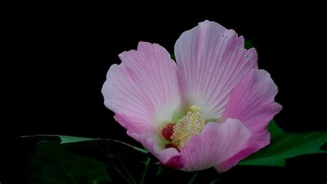 芙蓉盆栽|芙蓉(錦葵科植物):形態特徵,生長環境,分布範圍,主要價。